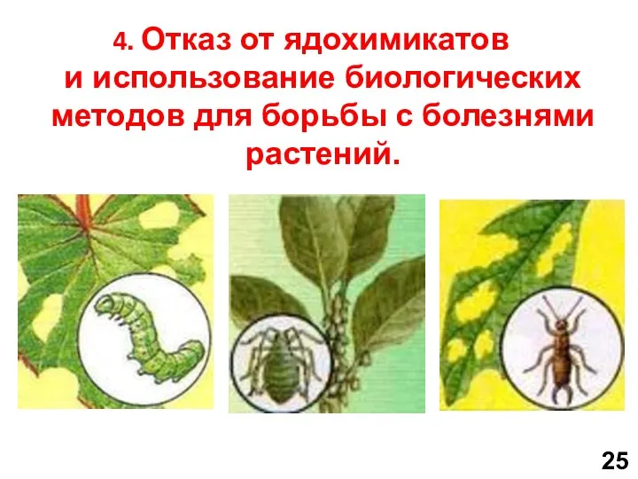 4. Отказ от ядохимикатов и использование биологических методов для борьбы с болезнями растений. 25