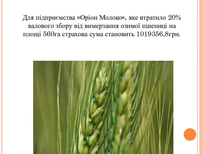 Для підприємства «Оріон Молоко», яке втратило 20%валового збору від вимерзання