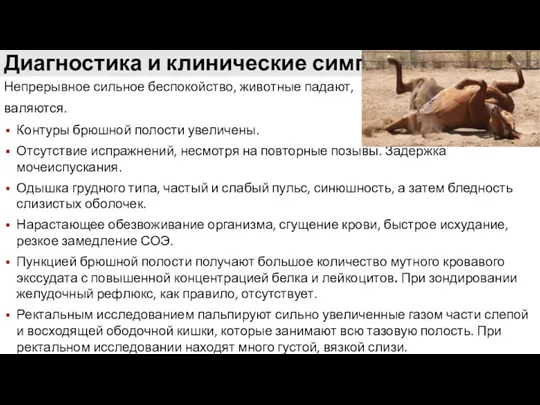 Диагностика и клинические симптомы Непрерывное сильное беспокойство, животные падают, валяются.