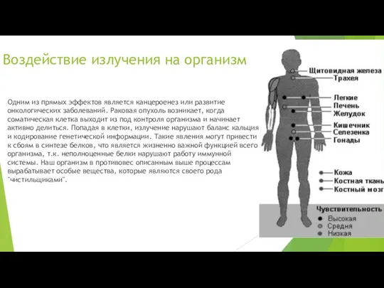 Воздействие излучения на организм Одним из прямых эффектов является канцероенез