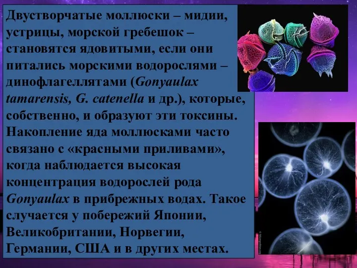 Двустворчатые моллюски – мидии, устрицы, морской гребешок – становятся ядовитыми,