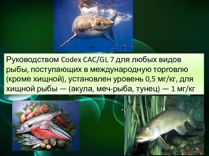 Руководством Codex CAC/GL 7 для любых видов рыбы, поступающих в