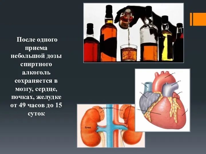 После одного приема небольшой дозы спиртного алкоголь сохраняется в мозгу,