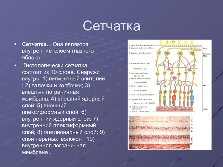 Сетчатка Сетчатка. . Она является внутренним слоем глазного яблока Гистологически