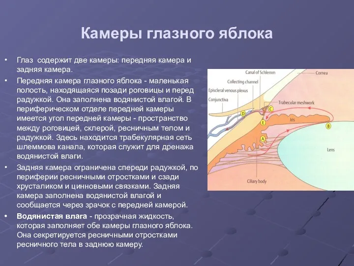 Камеры глазного яблока Глаз содержит две камеры: передняя камера и