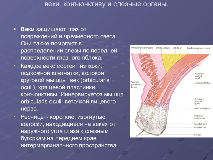 Вспомогательный аппарат глаза включеает в себя: веки, конъюнктиву и слезные