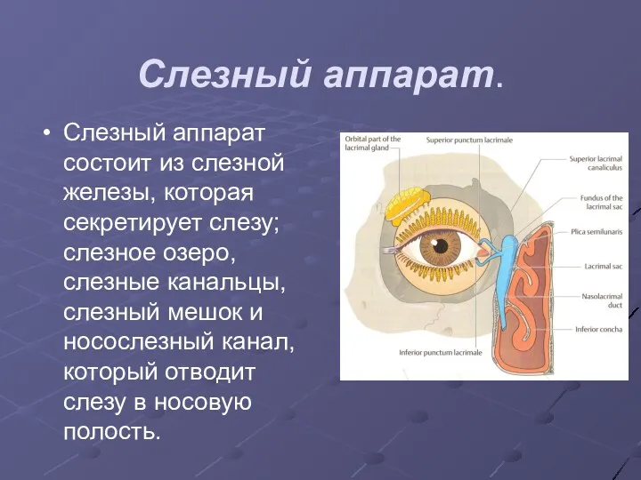 Слезный аппарат. Слезный аппарат состоит из слезной железы, которая секретирует