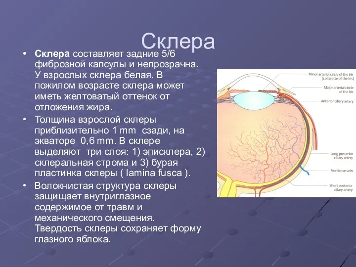 Склера Склера составляет задние 5/6 фиброзной капсулы и непрозрачна. У