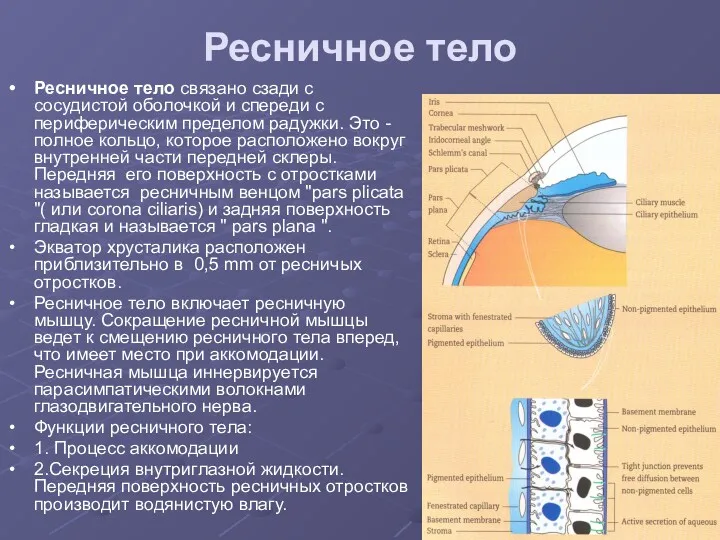 Ресничное тело Ресничное тело связано сзади с сосудистой оболочкой и