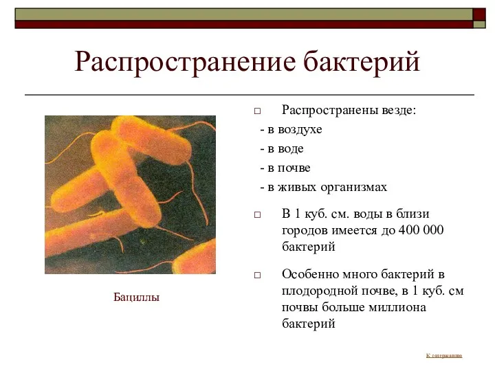 Распространение бактерий Распространены везде: - в воздухе - в воде