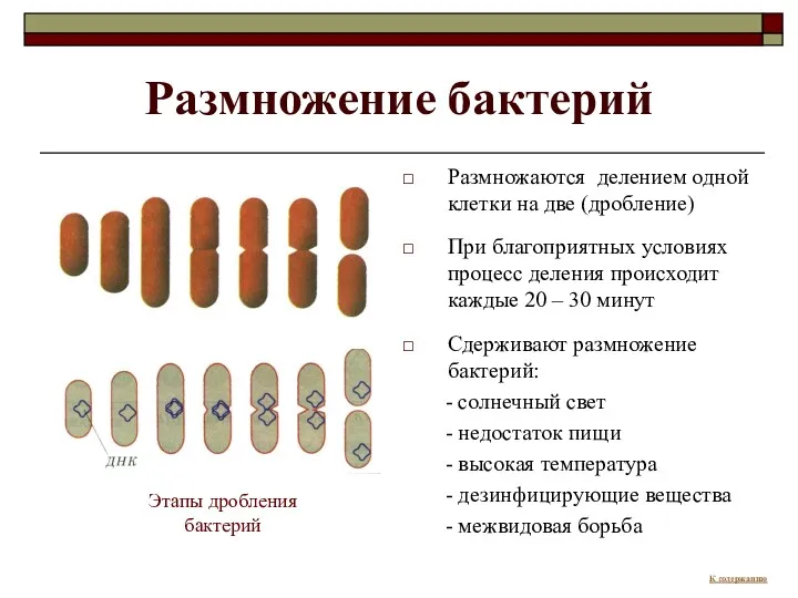 Размножение бактерий Размножаются делением одной клетки на две (дробление) При