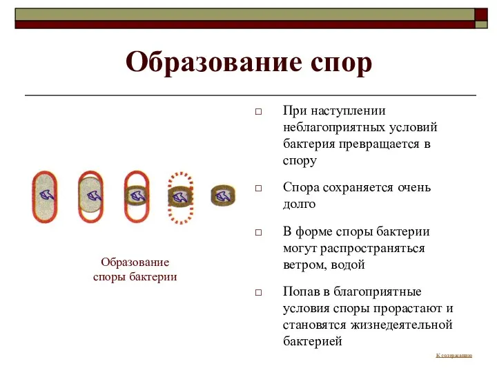 Образование спор При наступлении неблагоприятных условий бактерия превращается в спору