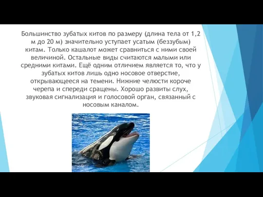 Большинство зубатых китов по размеру (длина тела от 1,2 м