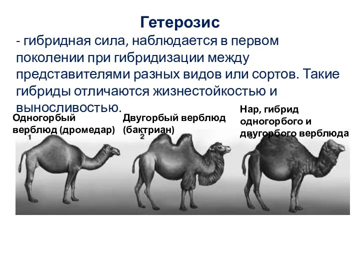 Гетерозис - гибридная сила, наблюдается в первом поколении при гибридизации