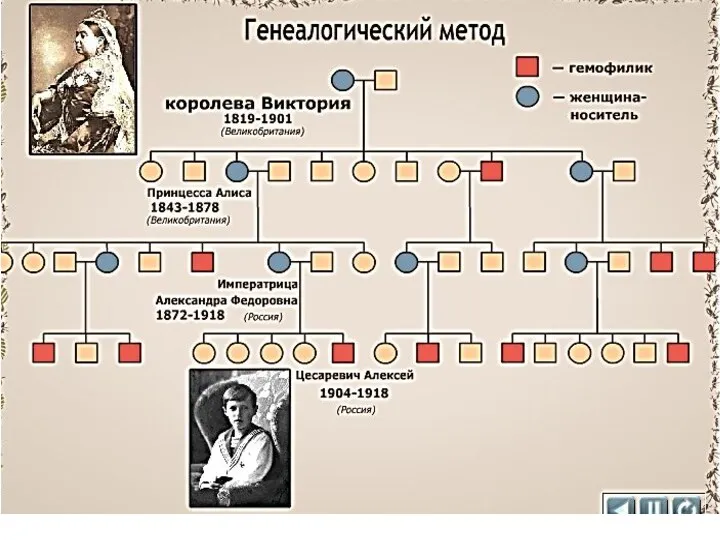 Генеалогический.