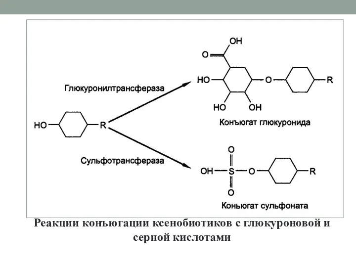 Реакции конъюгации ксенобиотиков с глюкуроновой и серной кислотами