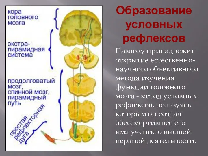 Образование условных рефлексов Павлову принадлежит открытие естественно-научного объективного метода изучения функции головного мозга