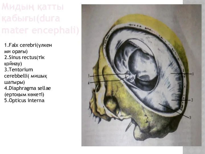 Мидың қатты қабығы(dura mater encephali) 1.Falx cerebri(үлкен ми орағы) 2.Sinus