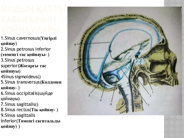 МИДЫҢ ҚАТТЫ ҚАБЫҒЫНЫҢ ҚОЙНАУЛАРЫ 1.Sinus cavernosus(Үңгірлі қойнау) 2.Sinus petrosus inferior