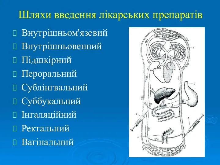 Шляхи введення лікарських препаратів Внутрішньом'язевий Внутрішньовенний Підшкірний Пероральний Сублінгвальний Суббукальний Інгаляційний Ректальний Вагінальний