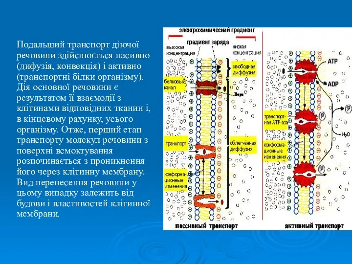 Подальший транспорт діючої речовини здійснюється пасивно (дифузія, конвекція) і активно