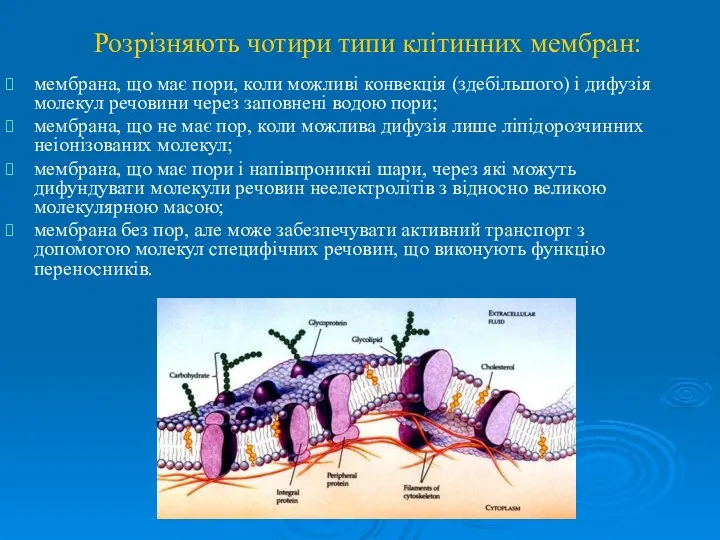 Розрізняють чотири типи клітинних мембран: мембрана, що має пори, коли