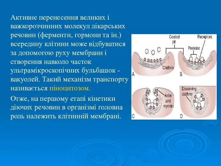 Активне перенесення великих і важкорозчинних молекул лікарських речовин (ферменти, гормони