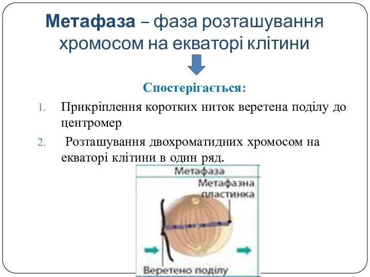 Метафаза – фаза розташування хромосом на екваторі клітини Спостерігається: Прикріплення коротких ниток веретена