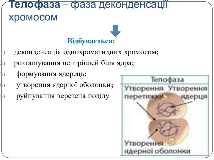 Телофаза – фаза деконденсації хромосом Відбувається: деконденсація однохроматидних хромосом; розташування