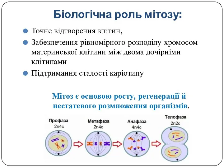 Біологічна роль мітозу: Точне відтворення клітин, Забезпечення рівномірного розподілу хромосом материнської клітини між