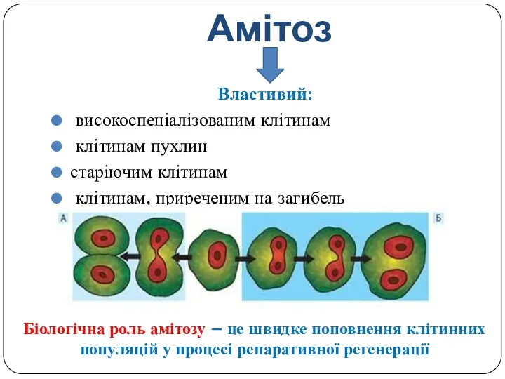 Амітоз Властивий: високоспеціалізованим клітинам клітинам пухлин старіючим клітинам клітинам, приреченим на загибель Біологічна