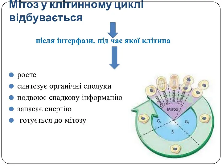 Мітоз у клітинному циклі відбувається після інтерфази, під час якої клітина росте синтезує