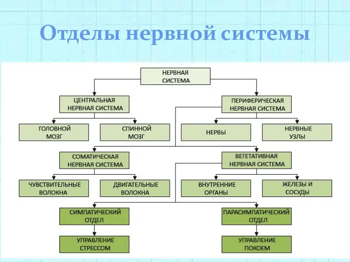 Отделы нервной системы