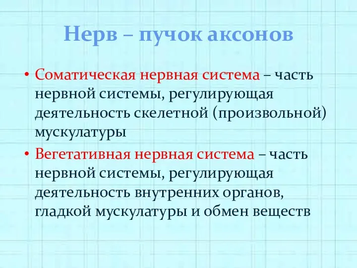 Нерв – пучок аксонов Соматическая нервная система – часть нервной