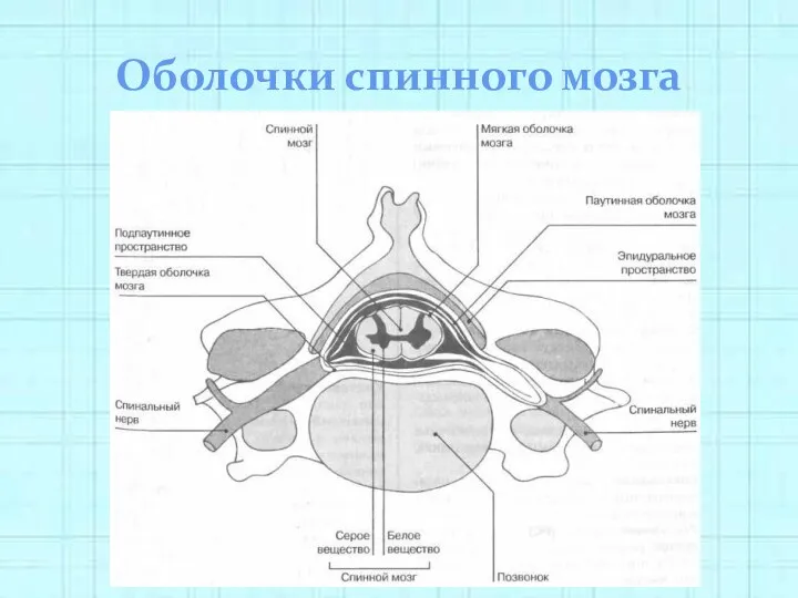 Оболочки спинного мозга