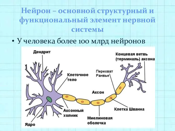 Нейрон – основной структурный и функциональный элемент нервной системы У человека более 100 млрд нейронов