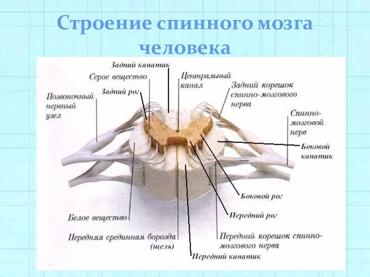 Строение спинного мозга человека