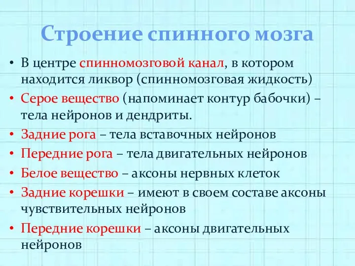 Строение спинного мозга В центре спинномозговой канал, в котором находится