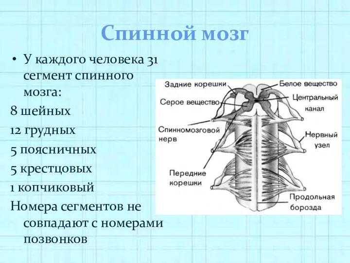 Спинной мозг У каждого человека 31 сегмент спинного мозга: 8