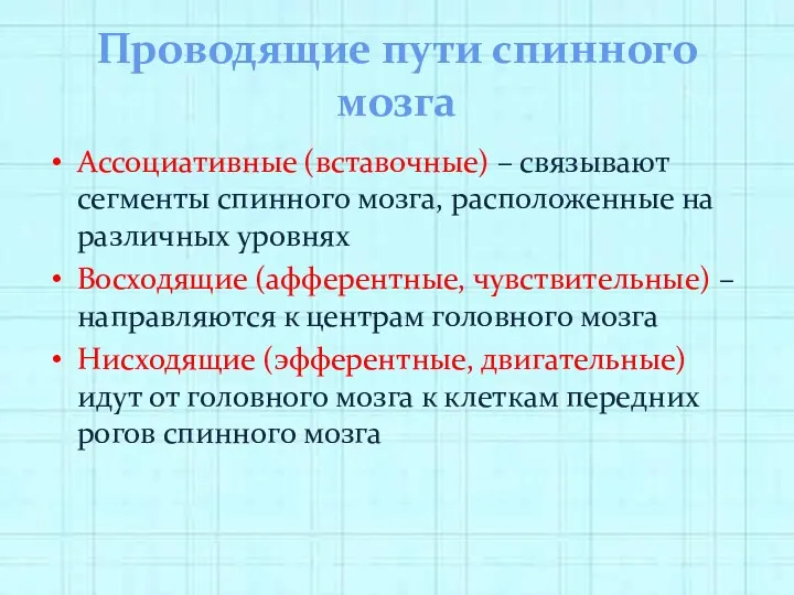 Проводящие пути спинного мозга Ассоциативные (вставочные) – связывают сегменты спинного