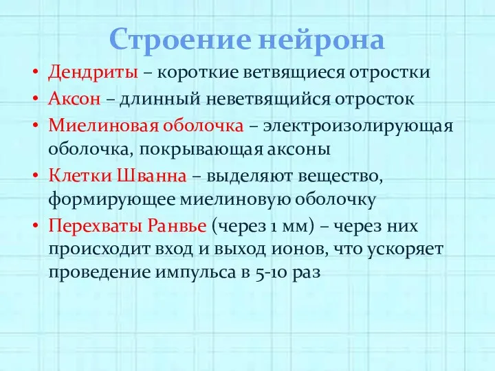 Строение нейрона Дендриты – короткие ветвящиеся отростки Аксон – длинный