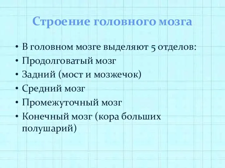 Строение головного мозга В головном мозге выделяют 5 отделов: Продолговатый