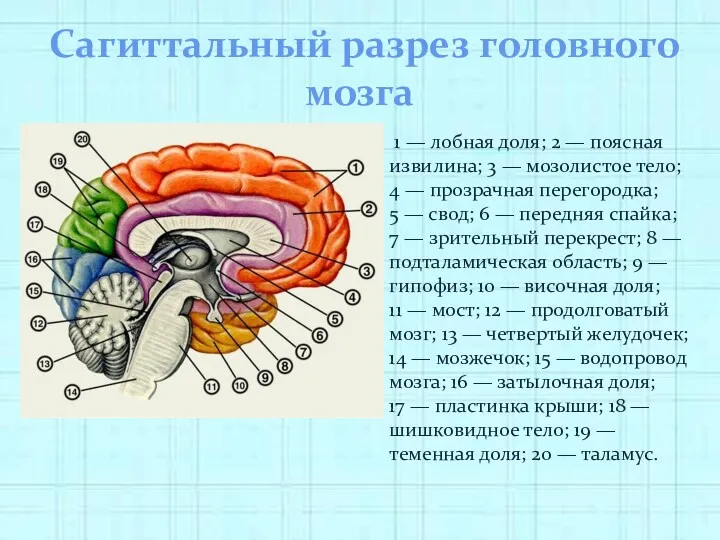 Сагиттальный разрез головного мозга 1 — лобная доля; 2 —