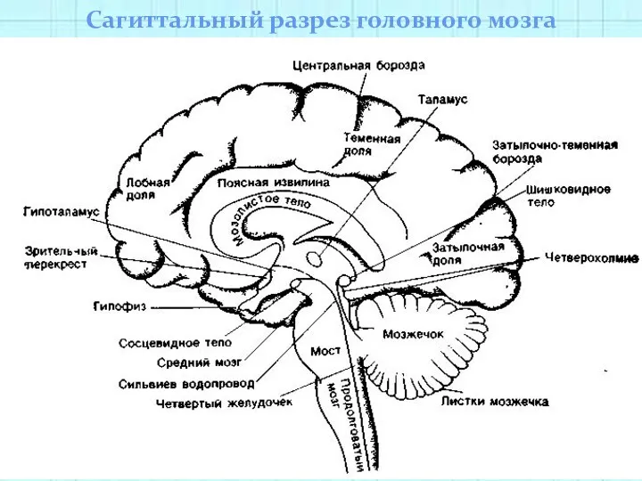 Сагиттальный разрез головного мозга