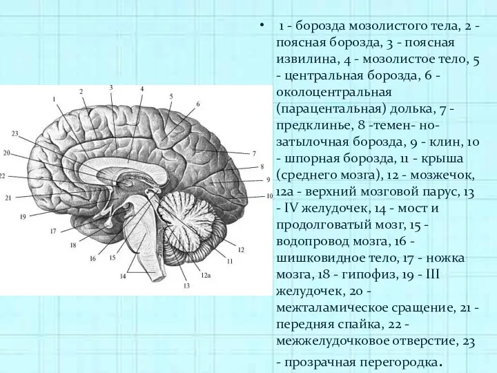 1 - борозда мозолистого тела, 2 - поясная борозда, 3