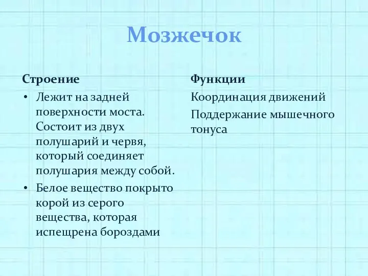 Мозжечок Строение Лежит на задней поверхности моста. Состоит из двух