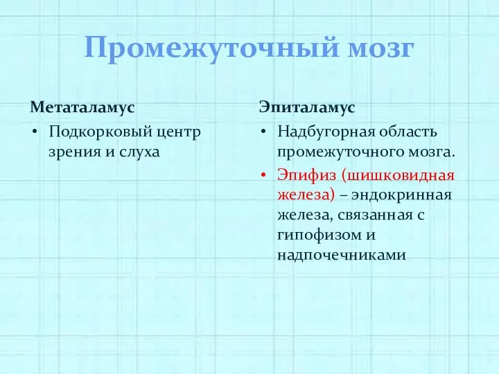 Промежуточный мозг Метаталамус Подкорковый центр зрения и слуха Эпиталамус Надбугорная