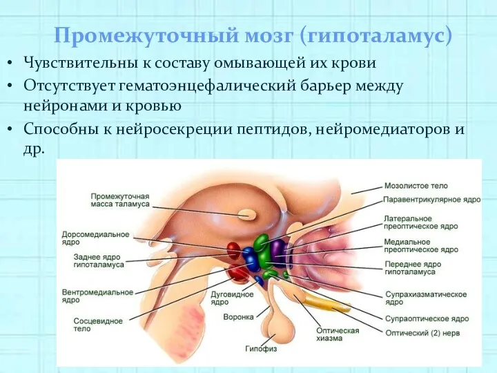 Промежуточный мозг (гипоталамус) Чувствительны к составу омывающей их крови Отсутствует