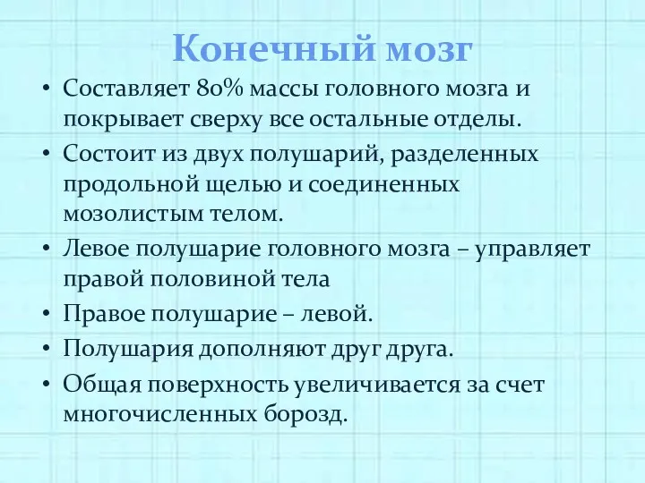 Конечный мозг Составляет 80% массы головного мозга и покрывает сверху