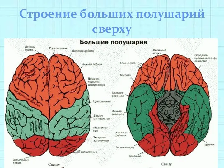 Строение больших полушарий сверху